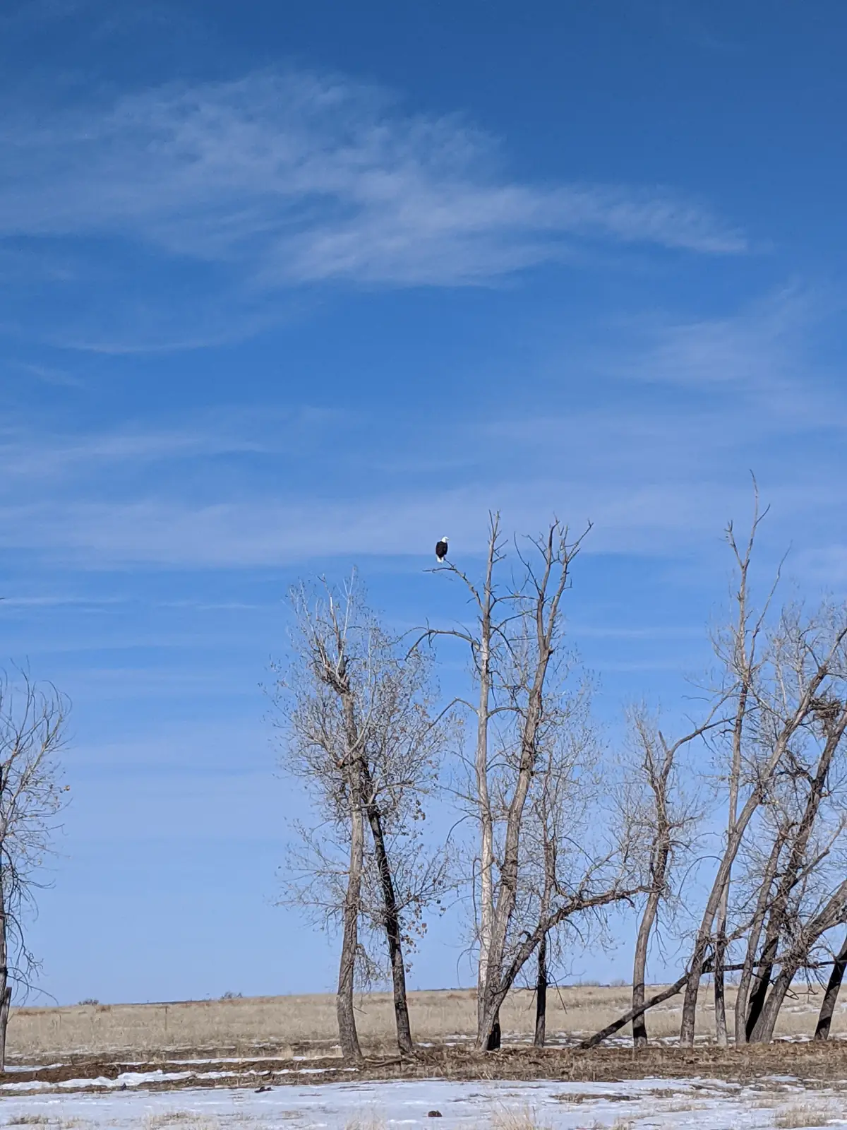 A white-headed bald eagle perches at the top of a bare cottonwood in a row of leafless trees under a blue sky streaked with high cloud.