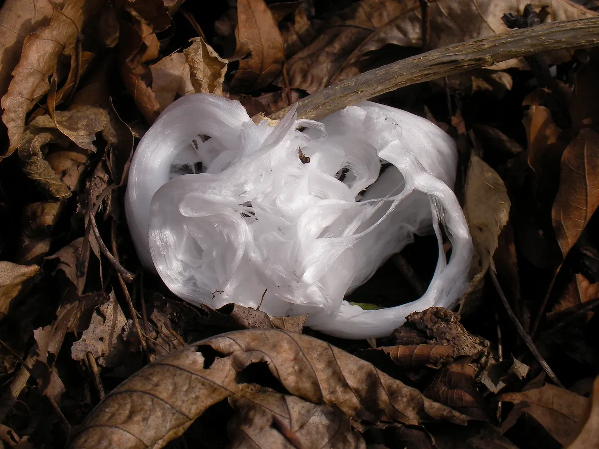 A curling ribbon of white ice, thin as silk, loops out from the base of a plant stem among brown fallen oak leaves.