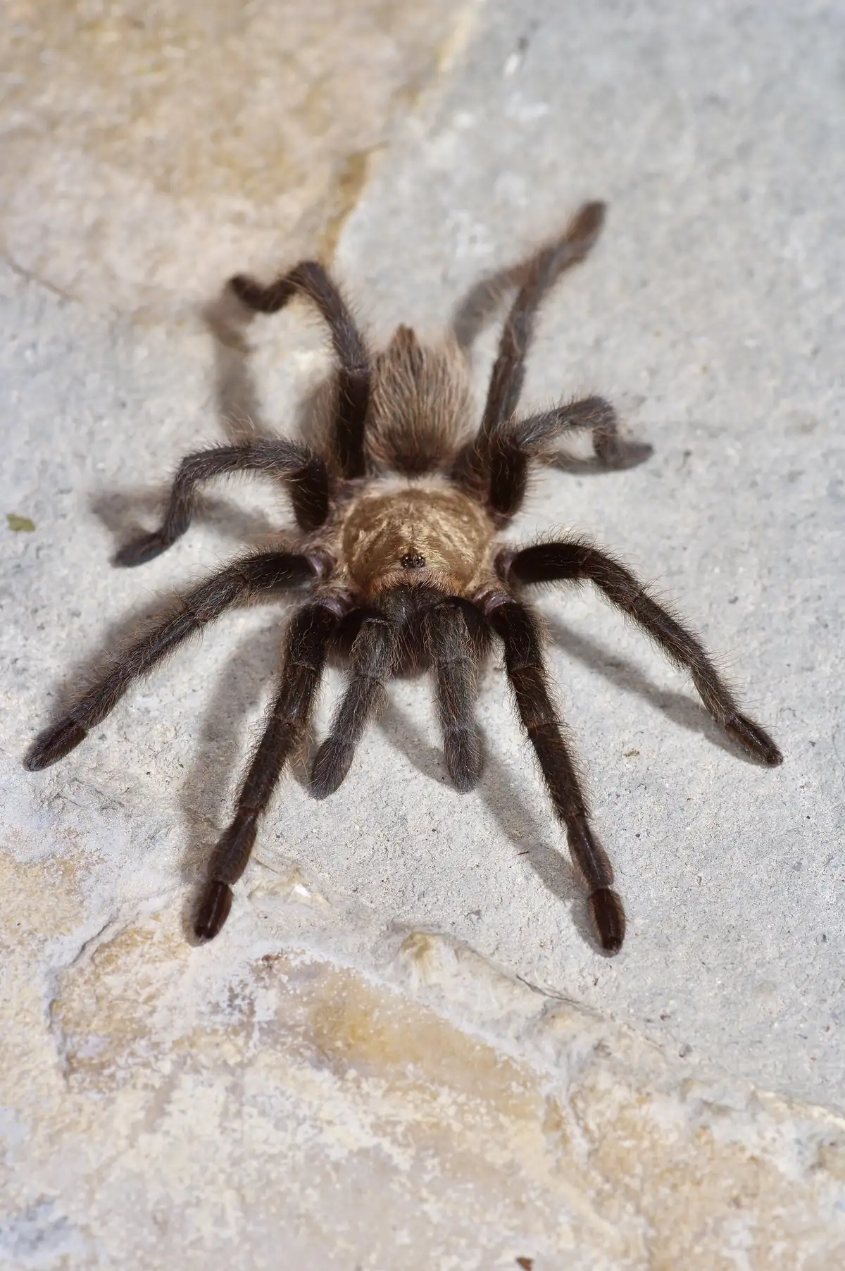 A hairy brown tarantula with dark legs and a tan carapace stands on a pale limestone surface.