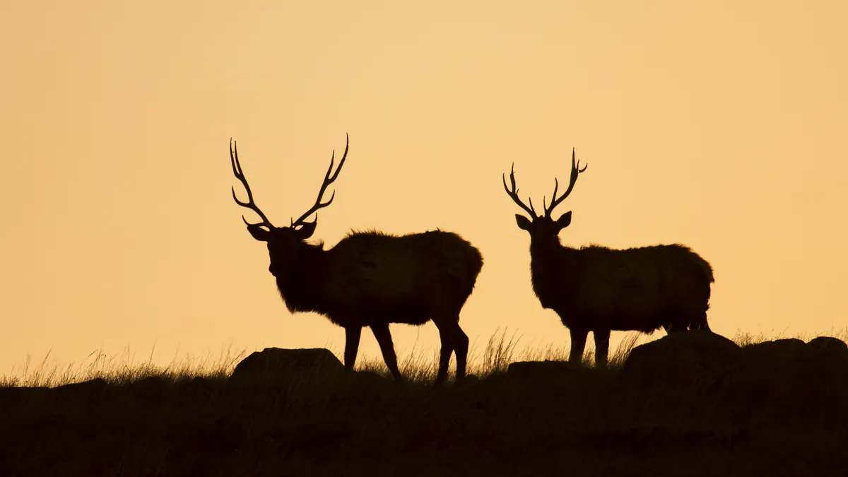 Two bull elk with large antlers stand in silhouette on a rocky ridge against an orange sunrise sky.