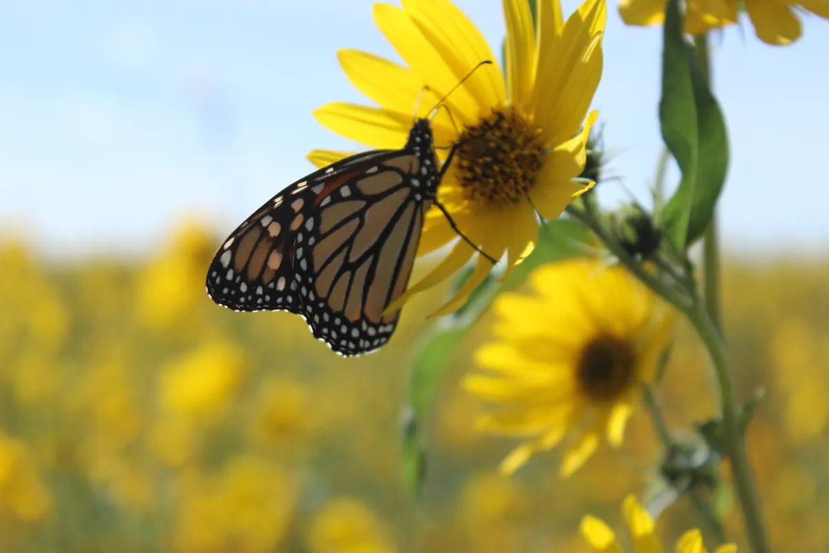 A monarch butterfly with orange and black wings clings to a yellow Maximilian sunflower in front of a blurred field of more yellow flowers.