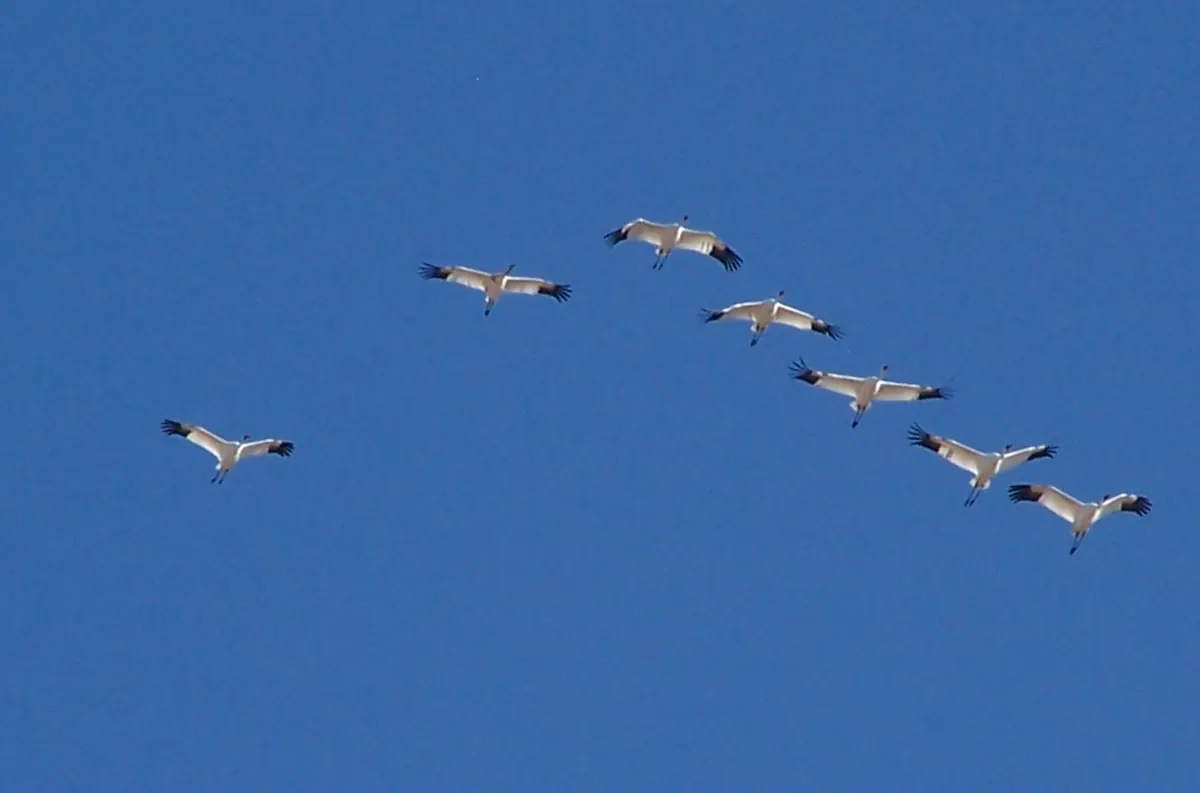 Seven white whooping cranes with black wingtips fly in a loose line across a clear blue sky, necks stretched forward.