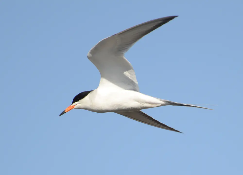 A Forster's tern in flight against a blue sky, with a black cap, white body and orange bill