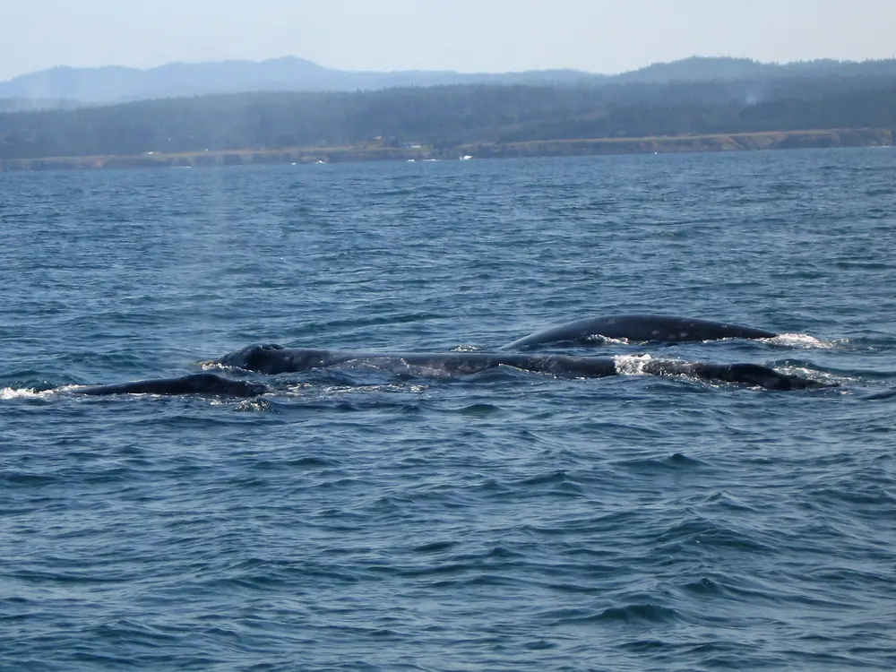 Two gray whales surfacing close together in dark blue water just off a forested headland