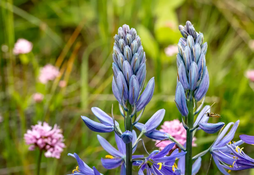 Two spikes of blue-purple common camas flowers with a pink wildflower and green grass behind