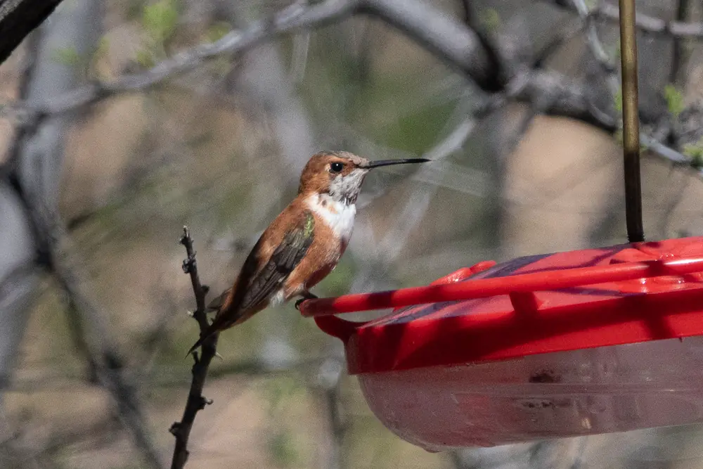A male rufous hummingbird with an orange-brown back and white chest perched on a bare twig beside a red feeder