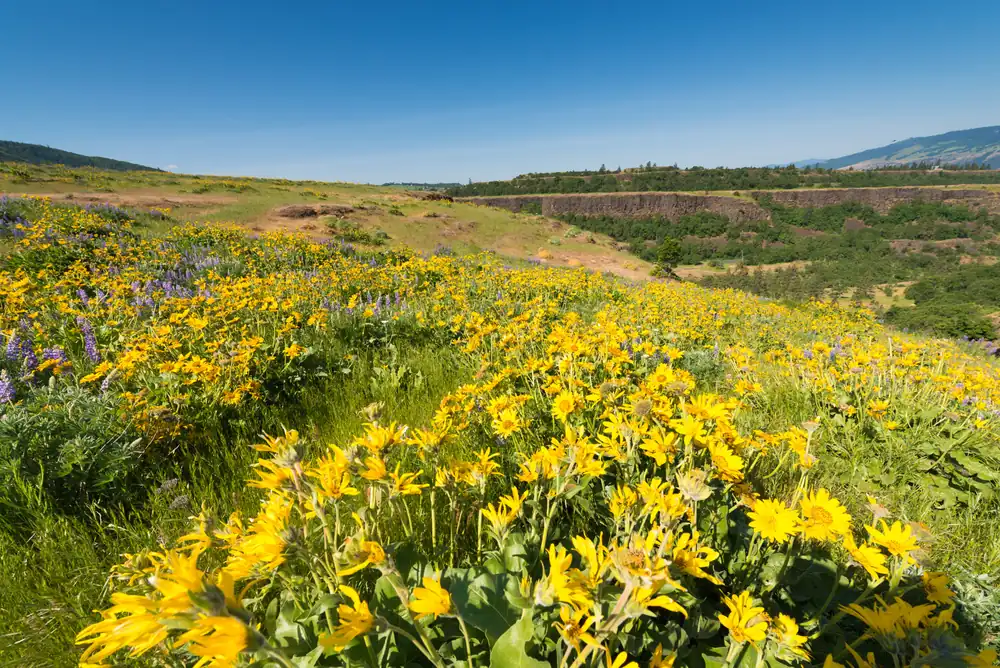 A hillside covered in yellow arrowleaf balsamroot flowers with purple lupine at the left and the Columbia River Gorge in the distance