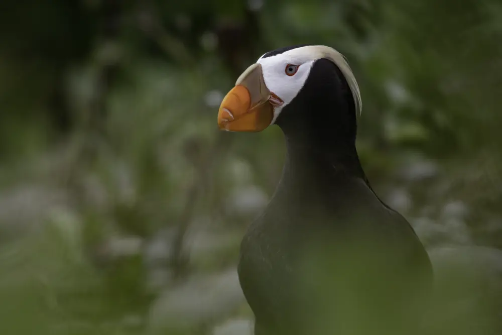A tufted puffin in profile with a black body, white face, pale head plume and a large orange bill, against a blurred green background