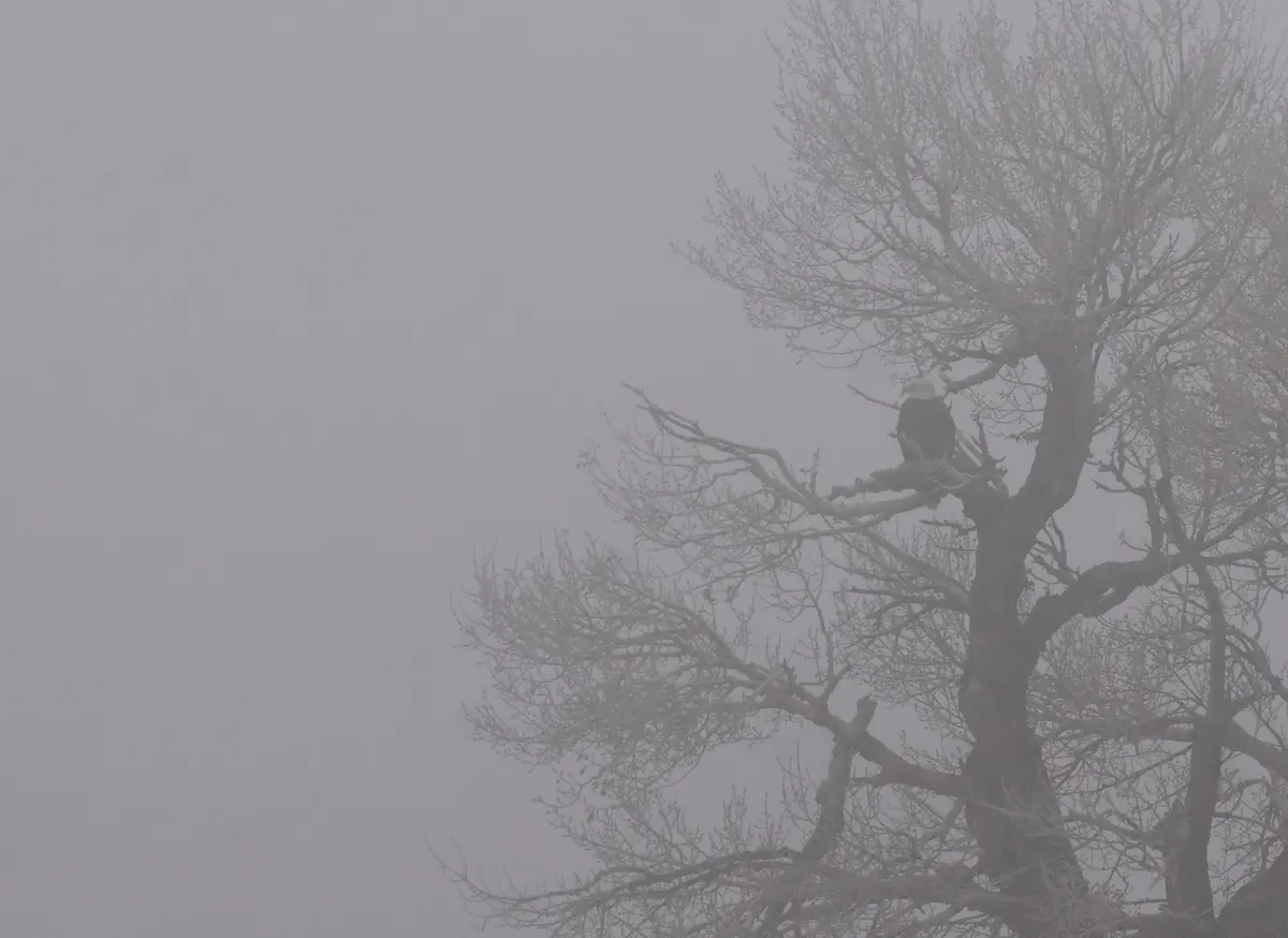 A bald eagle perched in a bare, frost-covered tree almost hidden by thick gray freezing fog