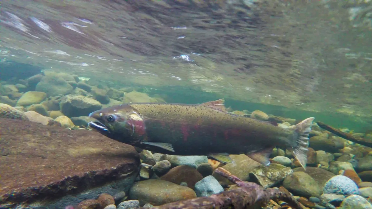 Underwater view of a dark coho salmon with a hooked jaw and red flank swimming over rounded river stones