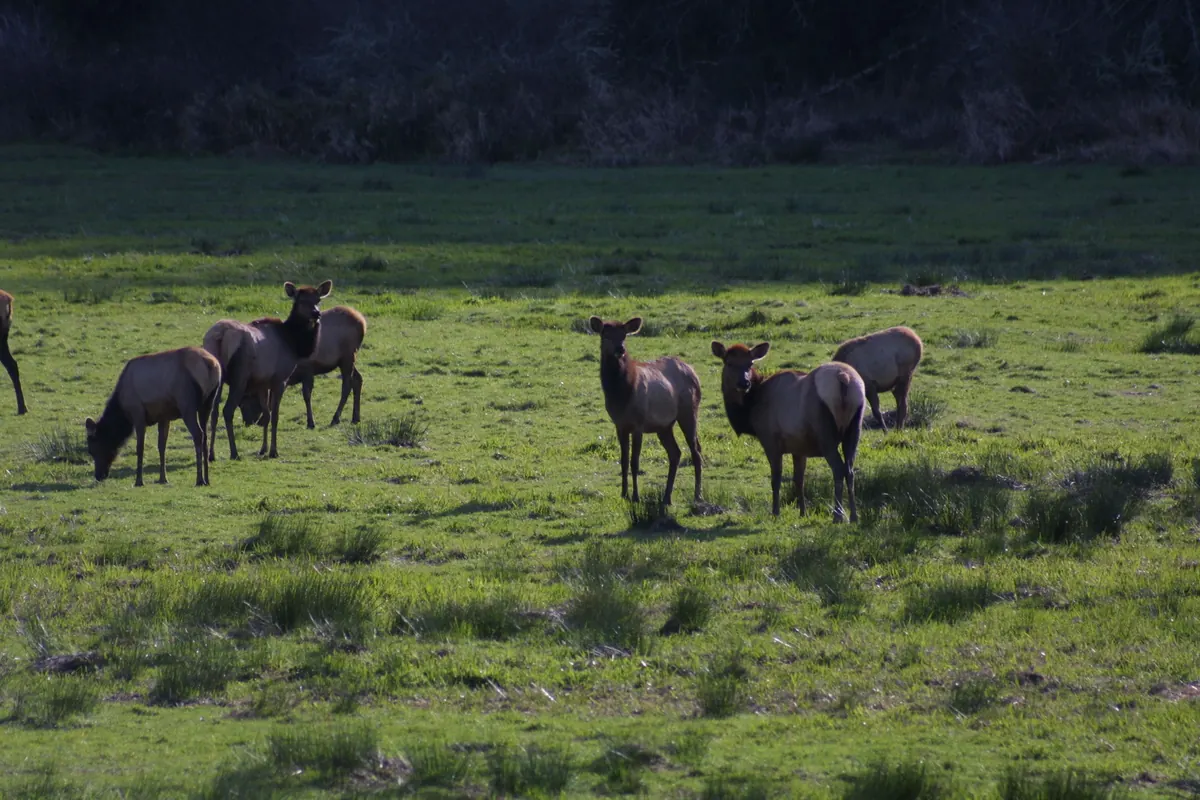 A small herd of Roosevelt elk grazing and looking toward the camera in a green pasture in front of bare brush