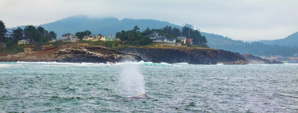 A gray whale's misty spout rising from choppy green water in front of a rocky headland lined with houses and forested hills