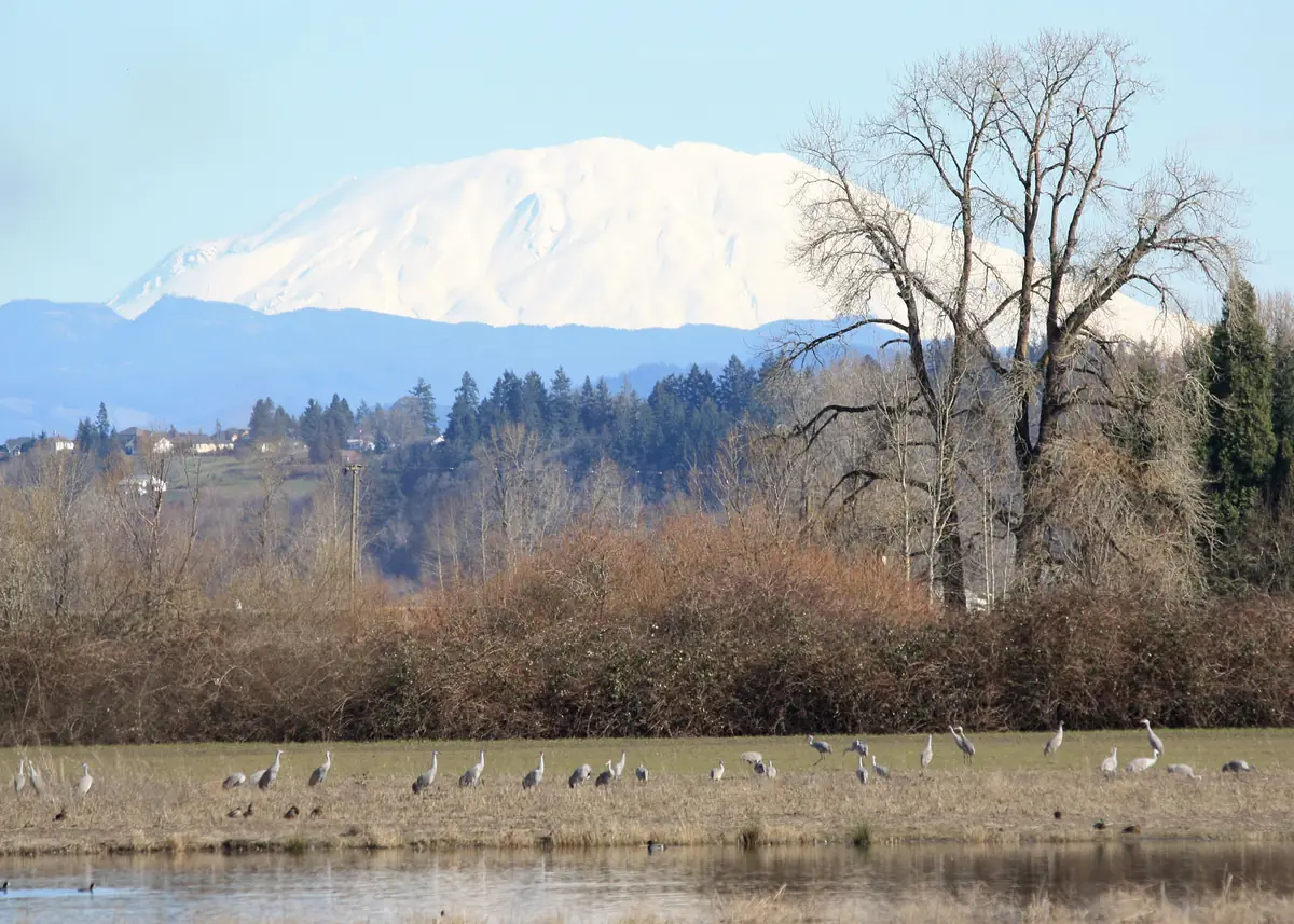 A flock of sandhill cranes feeding in a flooded field below bare cottonwoods, with snow-covered Mount St. Helens in the distance
