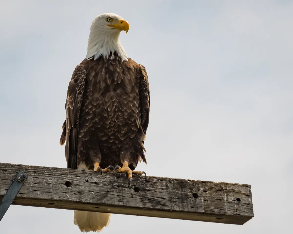 An adult bald eagle with a white head standing in dry reeds and tules