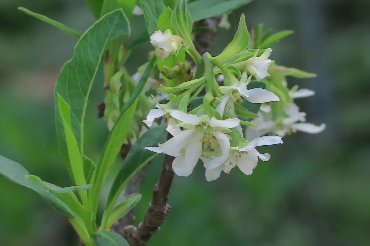Small white bell-shaped flowers hanging in a cluster beside fresh pale green leaves on a dark twig