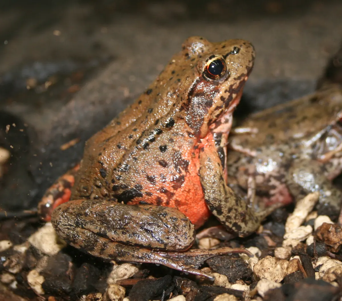 A brown, dark-spotted frog with a bright orange-red wash on its belly and hind legs, sitting on dark soil