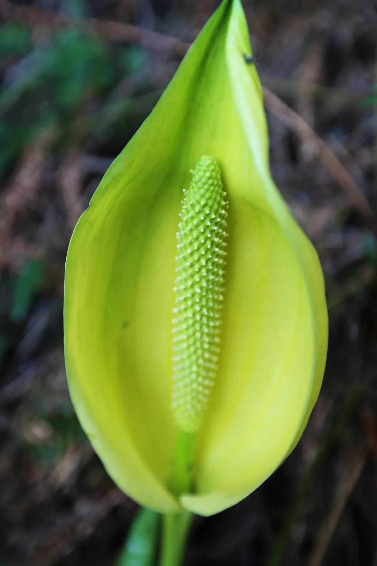 A pale yellow-green skunk cabbage hood with a green flower spike rising from a dark forest floor