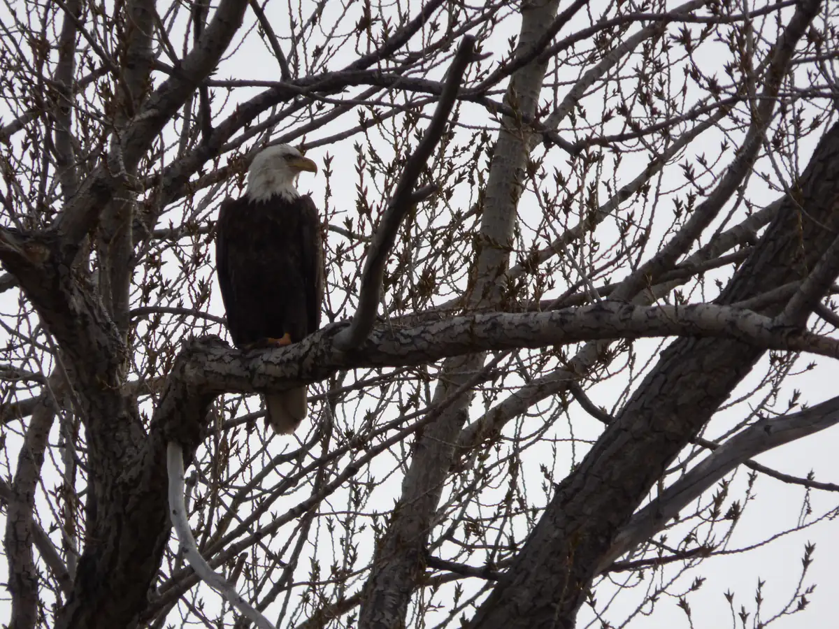 An adult bald eagle with a white head and tail perched on a thick branch in a leafless tree against a gray winter sky
