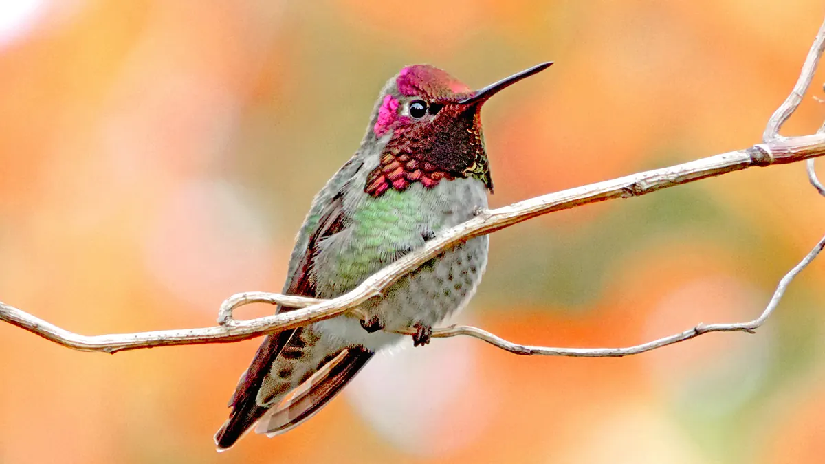 A male hummingbird with a glossy magenta head and throat perched on a bare twig