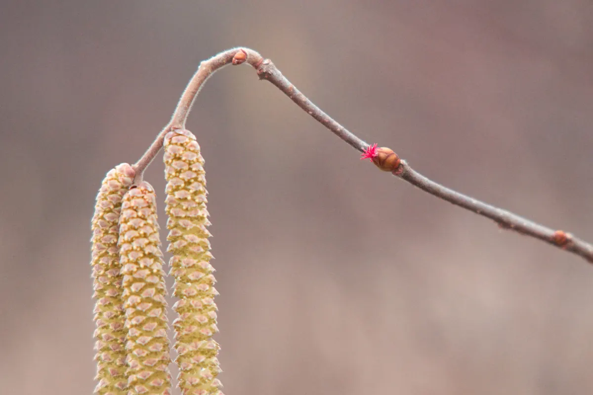 Two pale yellow hazel catkins hanging from a bare twig that also bears a tiny bud tipped with red threads