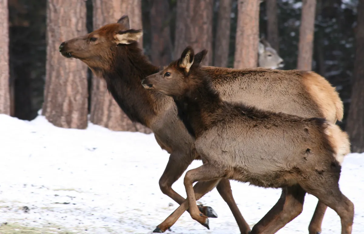 A cow elk and her calf trotting across snow in front of a stand of pine trunks