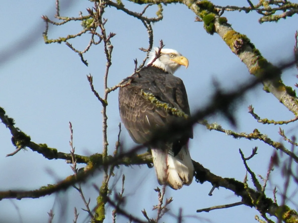 An adult bald eagle perched among bare, moss-covered branches against a clear blue sky