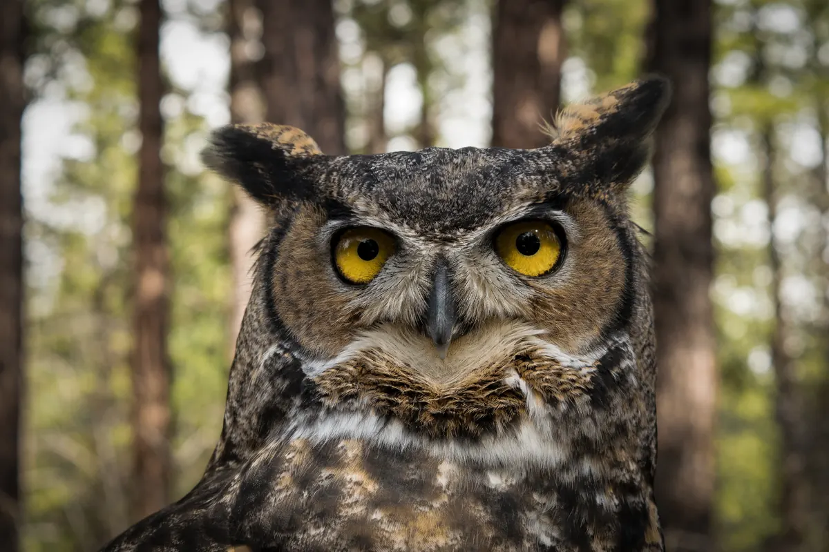 Close portrait of a great horned owl with yellow eyes and tall ear tufts in front of dark tree trunks