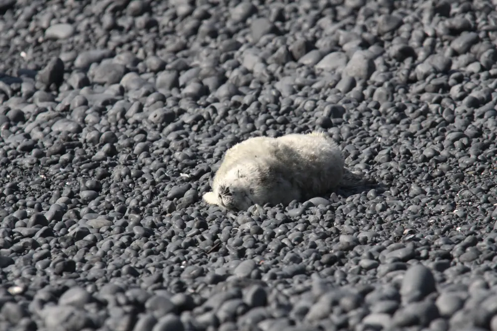 A white-furred harbor seal pup resting alone on a beach of gray cobbles
