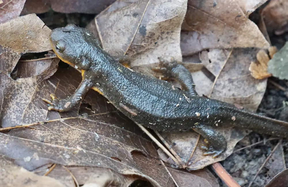 A dark brown rough-skinned newt crawling over dry leaves on a trail