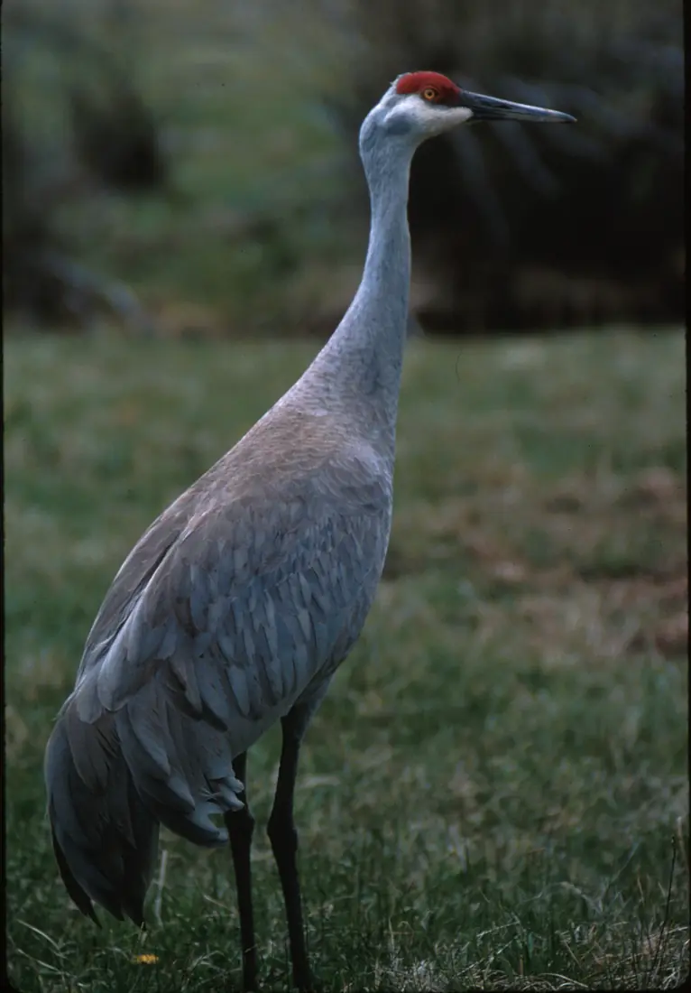 A gray sandhill crane with a red crown standing on short green grass