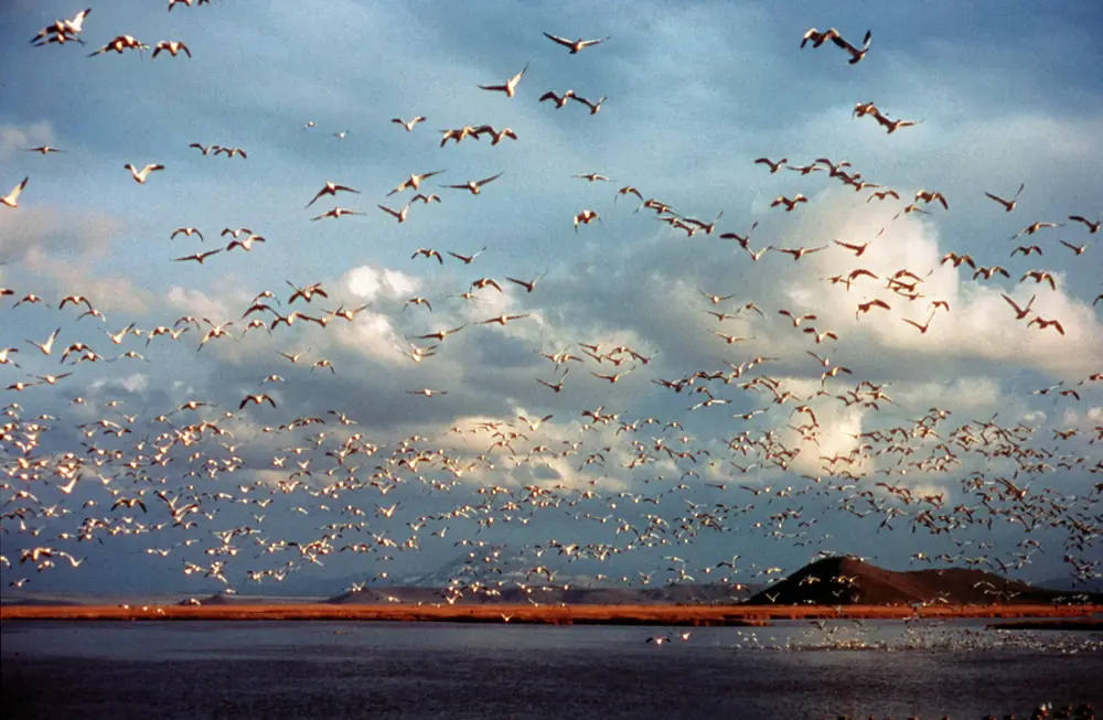 A large flock of white geese with black wingtips lifting off over water at sunset, with a low volcanic hill on the horizon