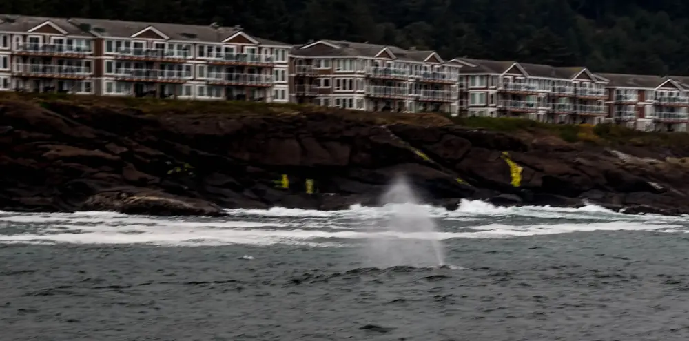 A whale's spout rising above dark water below a rocky shore and a row of buildings