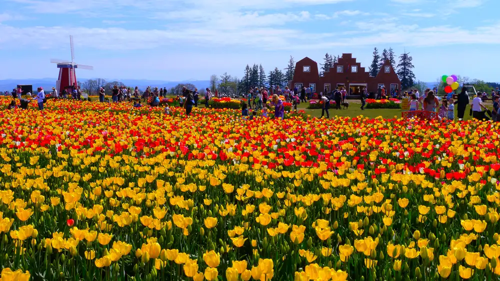 Wide rows of red, orange and yellow tulips in a field, with a red barn and a windmill in the distance