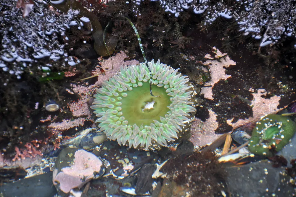 A giant green anemone with short green tentacles in a tide pool among pink and brown rock