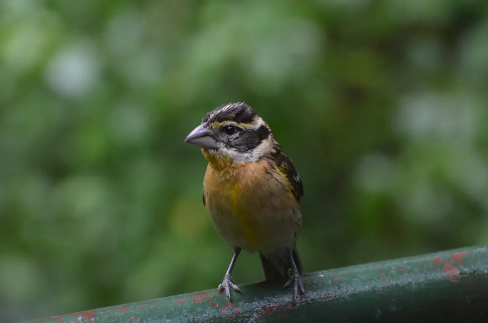 A black-headed grosbeak with a heavy gray bill, striped head and orange breast perched on a green rail