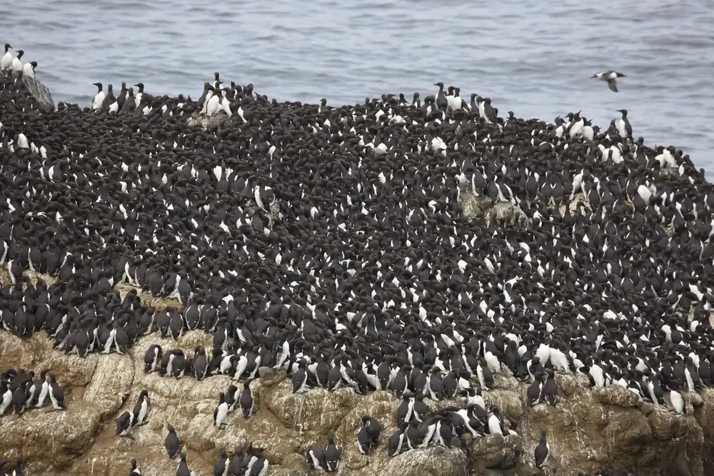 Thousands of black-and-white common murres packed shoulder to shoulder on a rocky slope above gray water