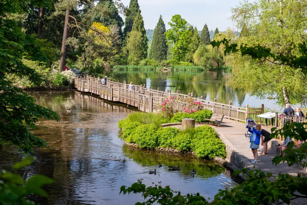 Two large pink rhododendron bushes in full bloom above a still green pond that reflects them