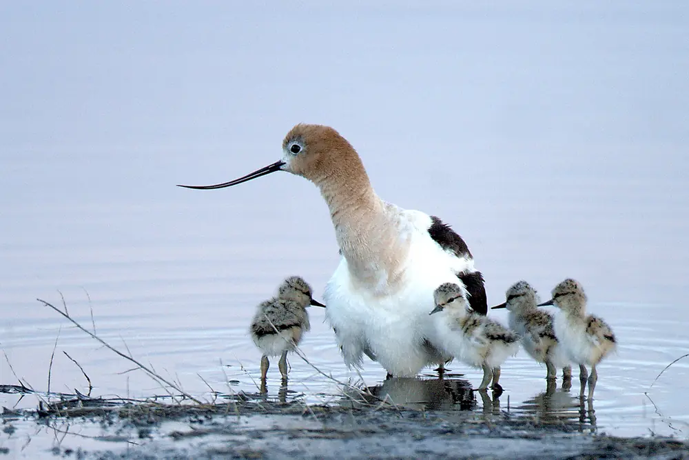 An adult American avocet with a long upturned bill standing in shallow water beside four small chicks