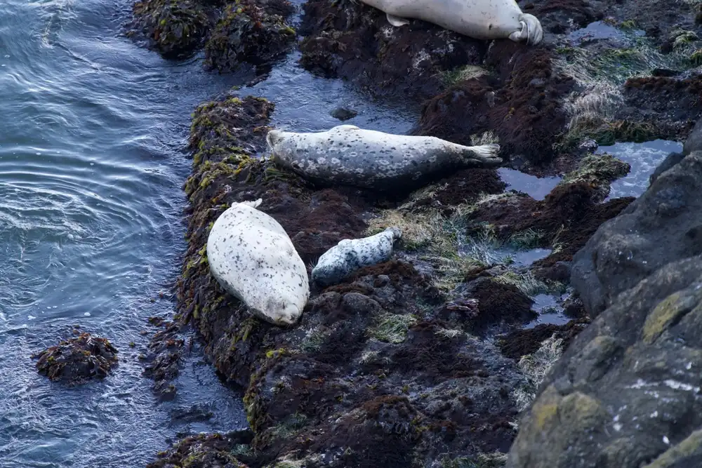 A harbor seal pup resting on dark seaweed-covered rock between two adult seals