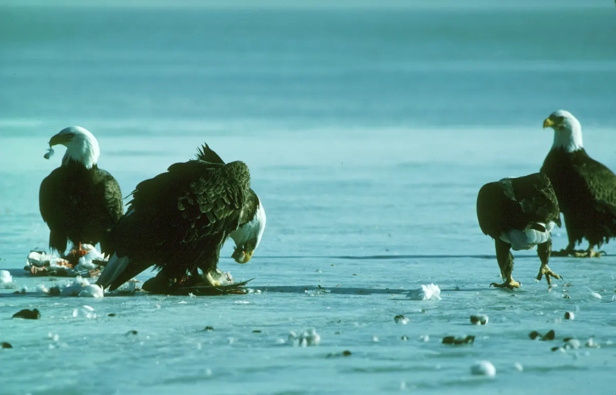 Four adult bald eagles with white heads standing on a frozen marsh, one bent over feeding on prey