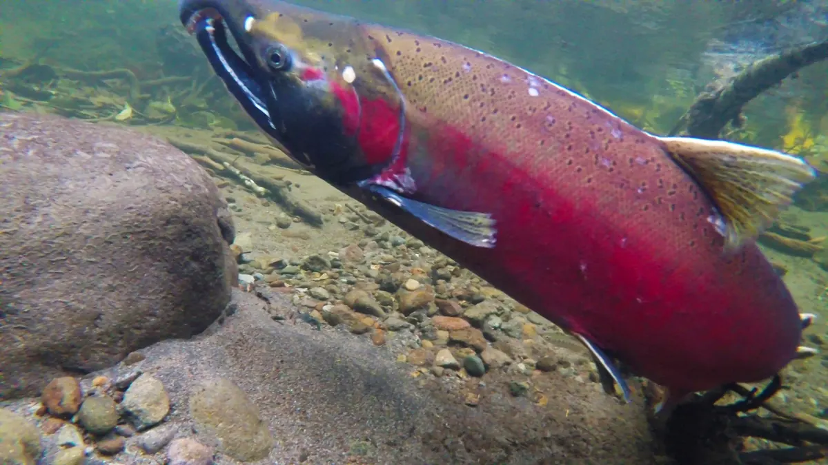 Underwater view of a coho salmon with a hooked green snout and bright red sides swimming over pebbles beside a large rock