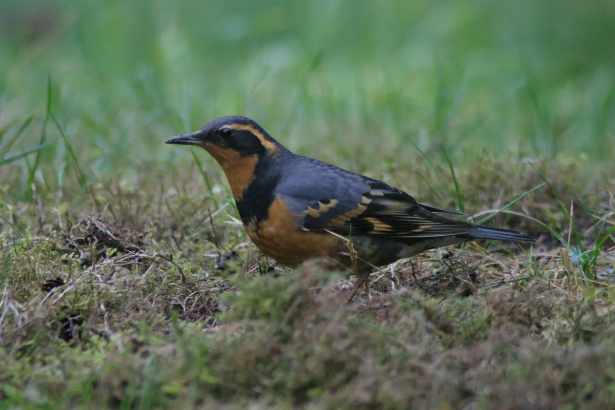A male varied thrush with an orange throat and eyebrow, a black breast band and slate-blue back standing on mossy ground