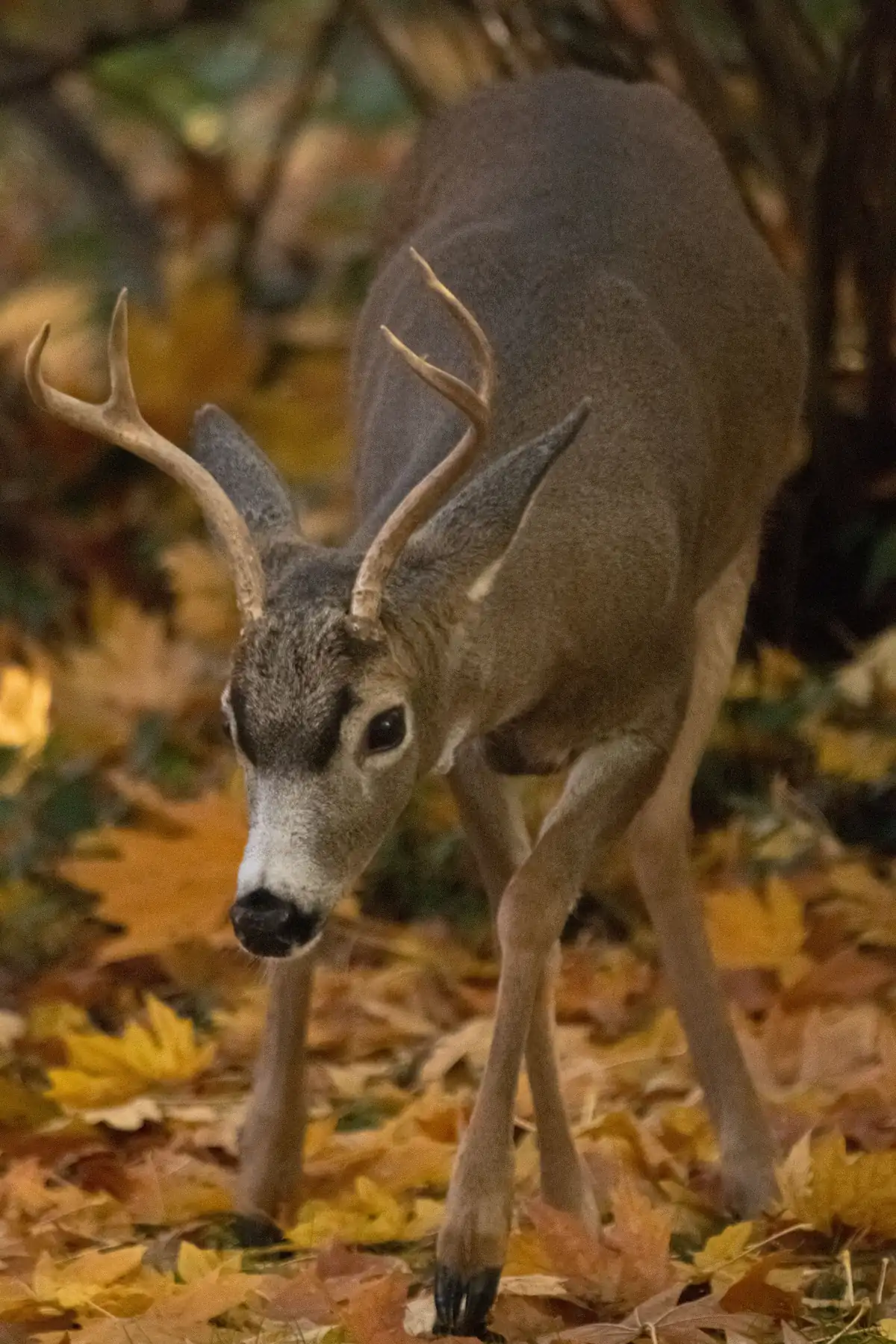 A young black-tailed buck with forked antlers walking toward the camera through fallen yellow maple leaves