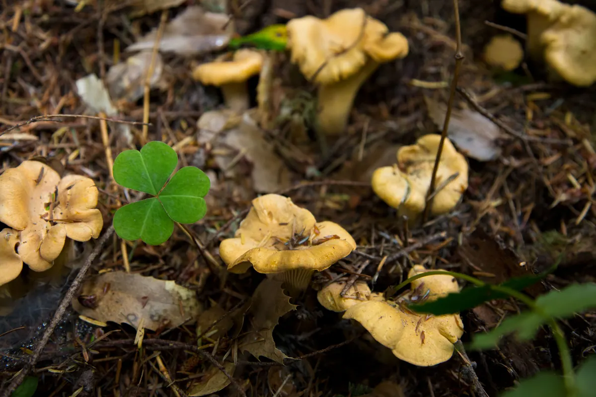 Several pale golden chanterelles with wavy caps growing among needles and leaf litter