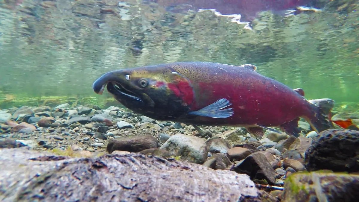 Underwater view of a coho salmon with a hooked jaw and deep red sides over a stony streambed