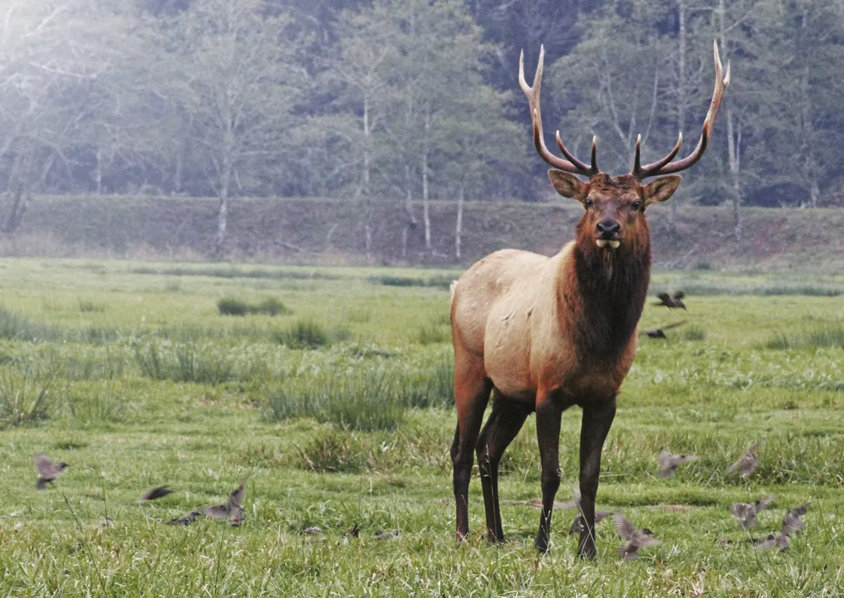 A Roosevelt bull elk with tall antlers standing in a grassy meadow, small birds feeding on the ground around it