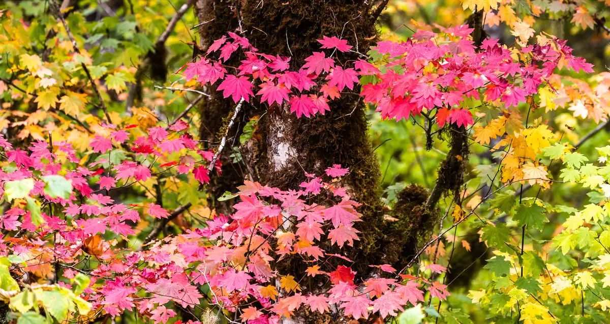 Red and yellow vine maple leaves in front of a moss-covered tree trunk