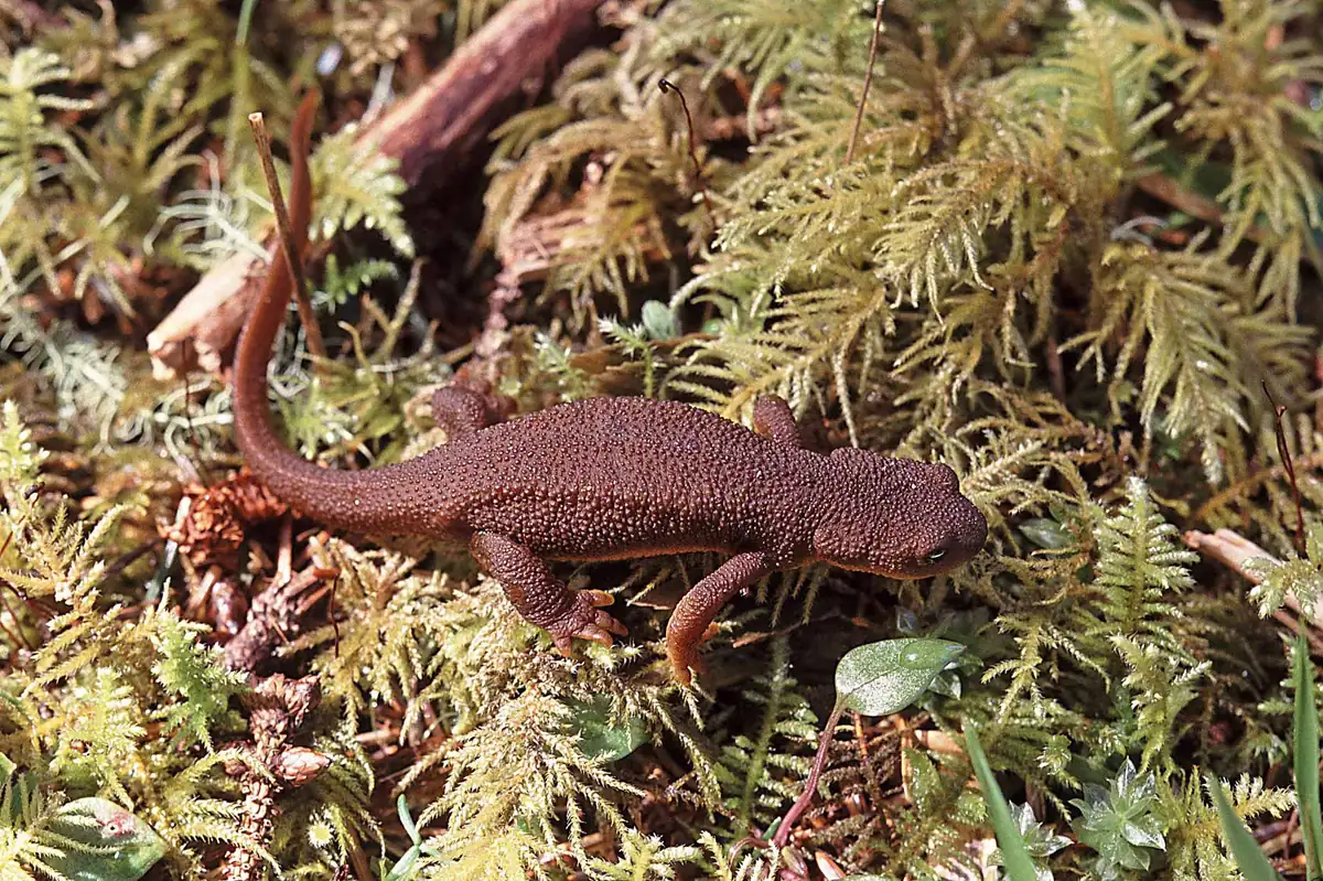 A brown rough-skinned newt with pebbly skin walking across moss