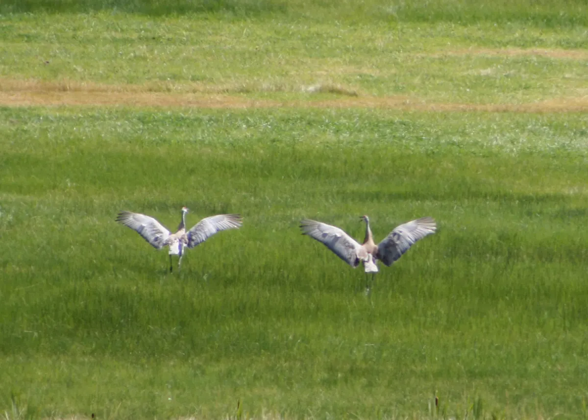 Two sandhill cranes with wings spread wide, landing in a green grassy field
