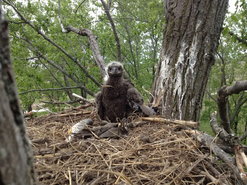 A young bald eagle sits in a large stick nest